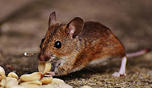 24 Hour & Emergency Exterminators in Killian, LA
